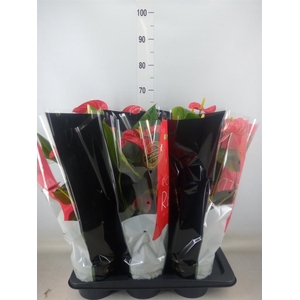 Anthurium andr. 'Madural'