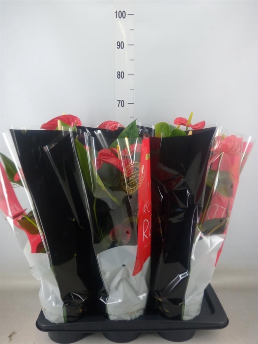 <h4>Anthurium andr. 'Madural'</h4>