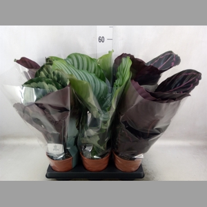 Calathea roseopicta   ...mix