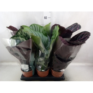 Calathea roseopicta   ...mix