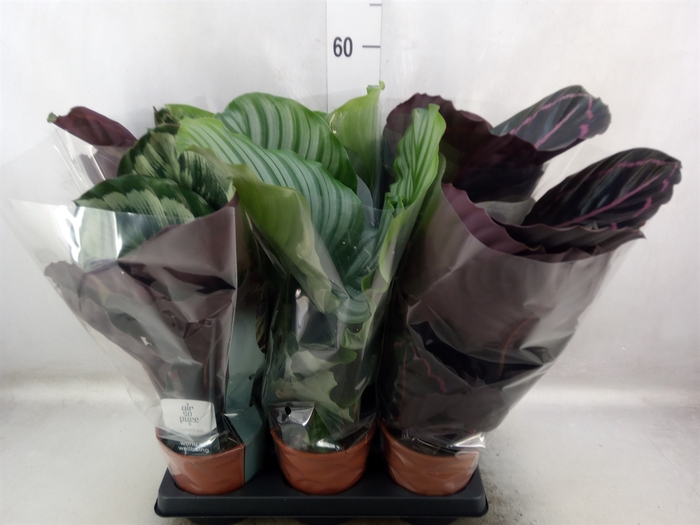 <h4>Calathea roseopicta   ...mix</h4>