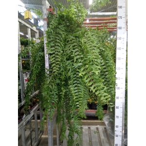 Nephrolepis   ...