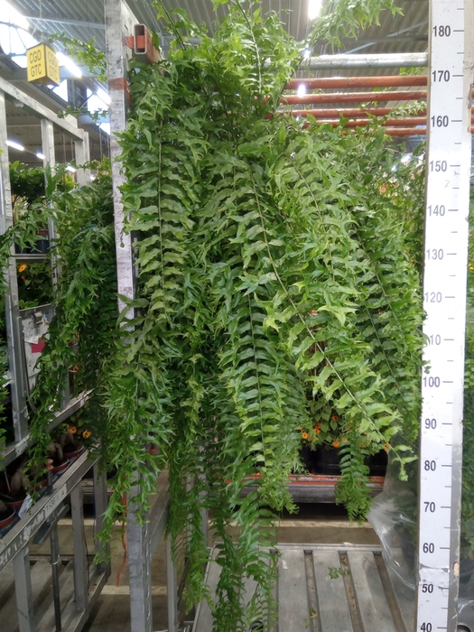 <h4>Nephrolepis   ...</h4>