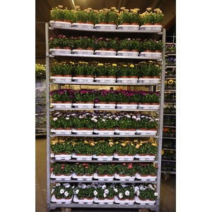 Osteo Gem Mixk 1 Klr Per Tray