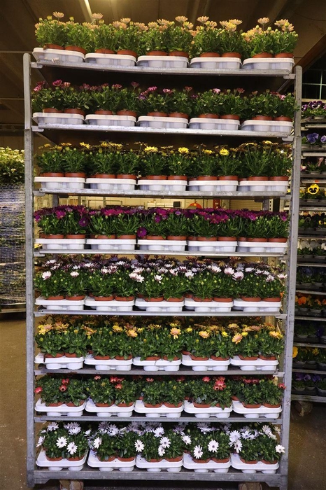 <h4>Osteo Gem Mixk 1 Klr Per Tray</h4>