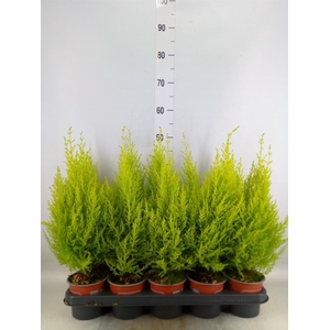 Cupressus macro. 'Goldcrest Wilma'