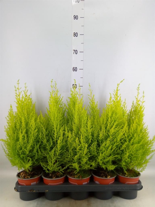 <h4>Cupressus macro. 'Goldcrest Wilma'</h4>