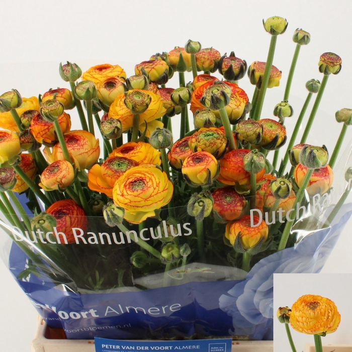 <h4>RAN AAZUR ORANGE STR</h4>