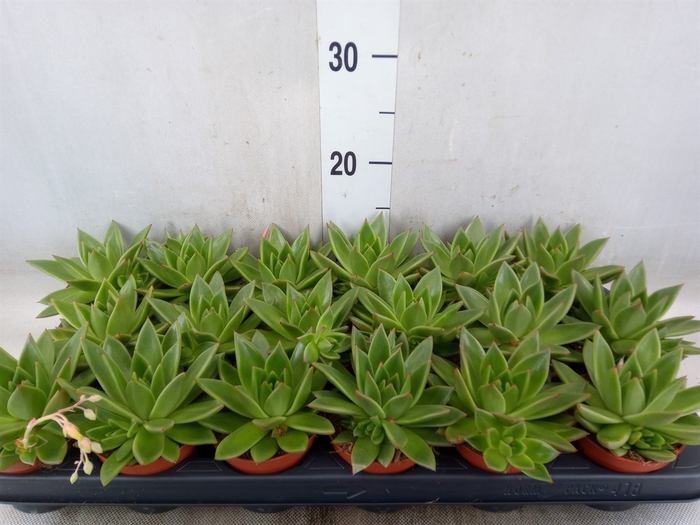 <h4>Echeveria  'Miranda'</h4>