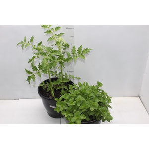 ERVAS AROMATICAS P24