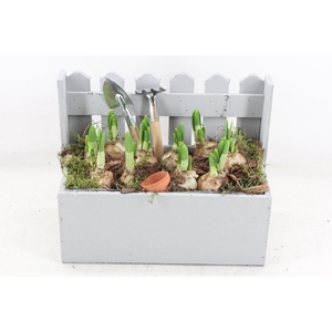 arr4 Narcis JS - Houten tuinhek x4