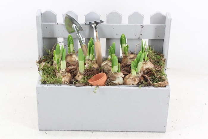 <h4>arr4 Narcis JS - Houten tuinhek x4</h4>