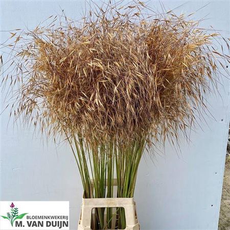 <h4>Siergras Stipa Gigantea</h4>