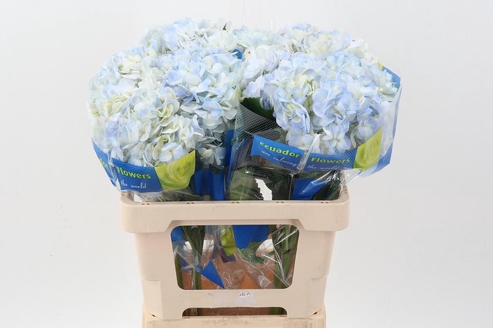 <h4>Hydr Vervain Select</h4>