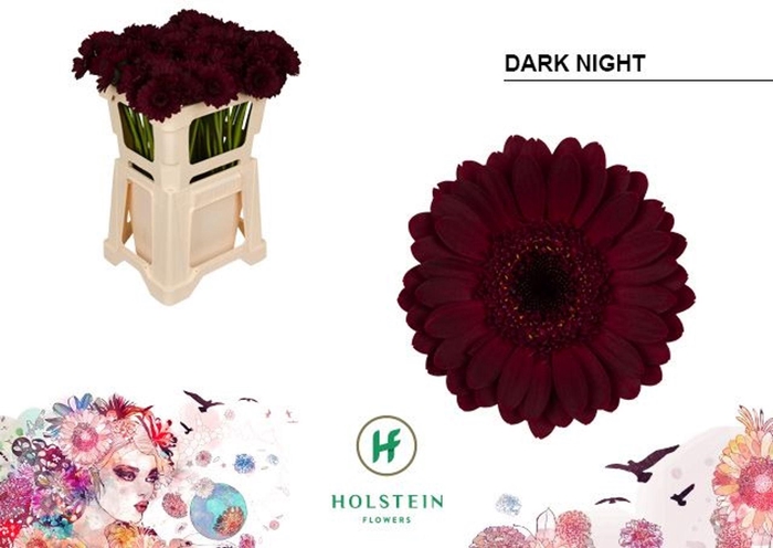 <h4>GERMINI DARK NIGHT GE MI DARK NIGHT</h4>
