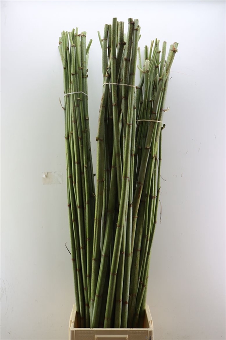 <h4>Polygonum Stokken</h4>