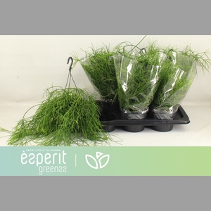 RHIPSALIS BA OASIS