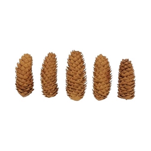 Pinecone Spruce Cinnamon 5 Pcs Slv L19W12H14