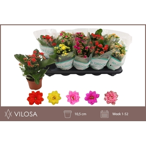 KAL GE GEM 5 KL