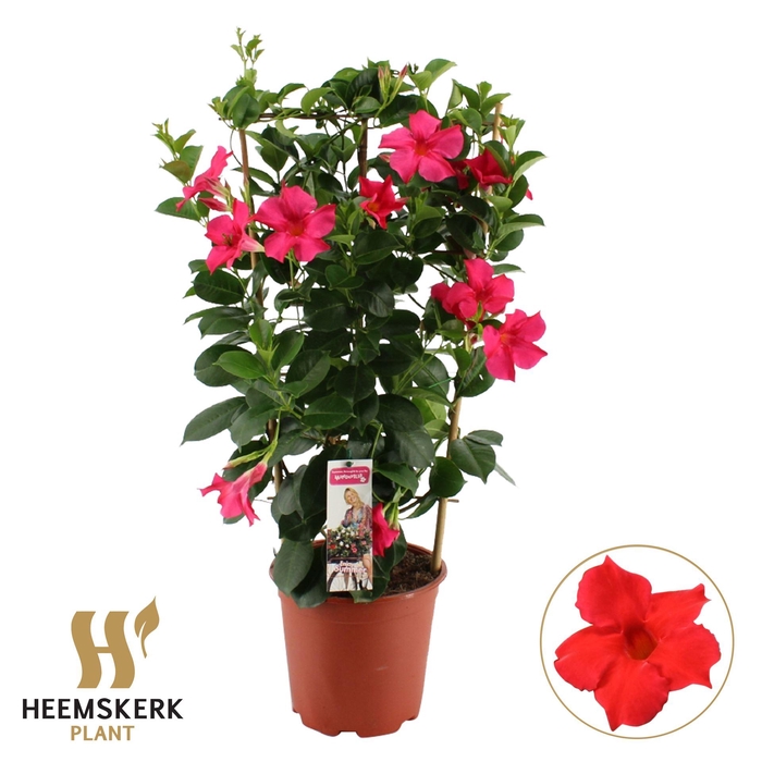 <h4>Mandevilla sand. 'SumStar Pink'</h4>