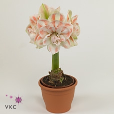 HIPP BULB PRETTY NYMPH 28