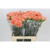 Dianthus St Megan