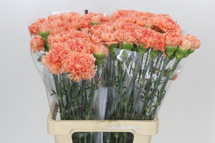 Dianthus St Megan
