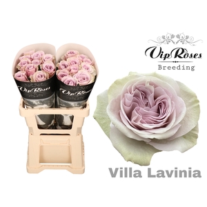 R GR VILLA LAVINIA
