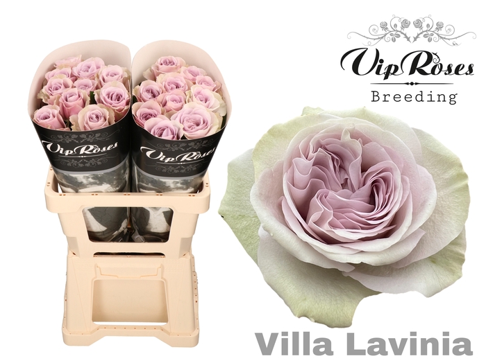 R GR VILLA LAVINIA