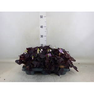 Oxalis trian.