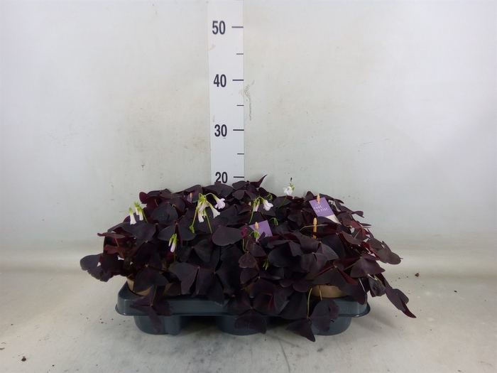 <h4>Oxalis trian.</h4>