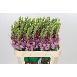 Antirrhinum Potomac Lavender