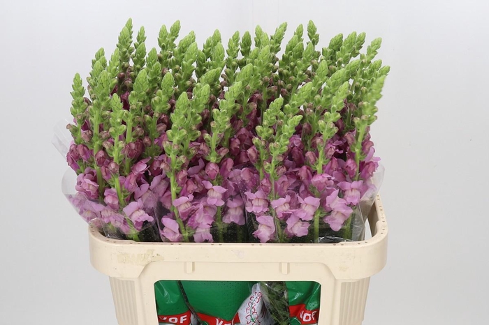 <h4>Antirrhinum Potomac Lavender</h4>