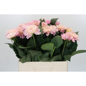 Dahlia Strawberry Ice