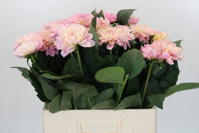 <h4>Dahlia Strawberry Ice</h4>