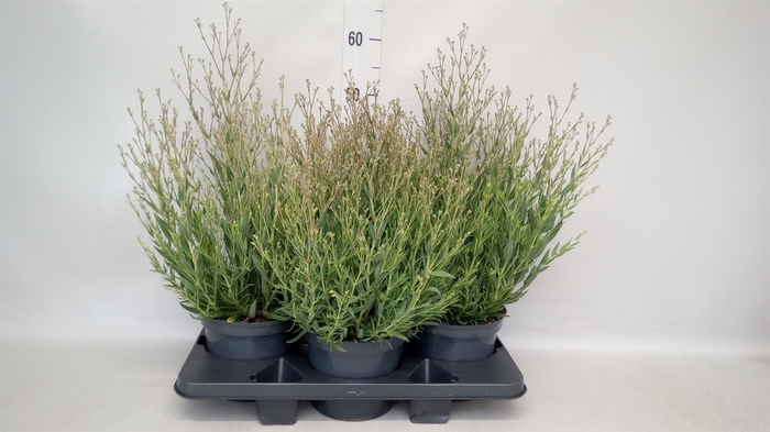 <h4>Gypsophila panic. 'Summer Sparkles'</h4>