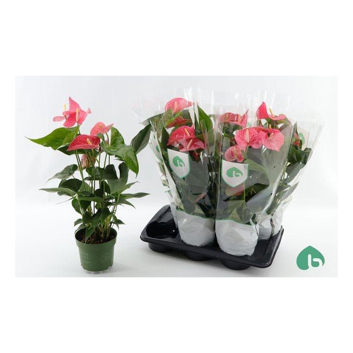 <h4>Anthu An Maine</h4>