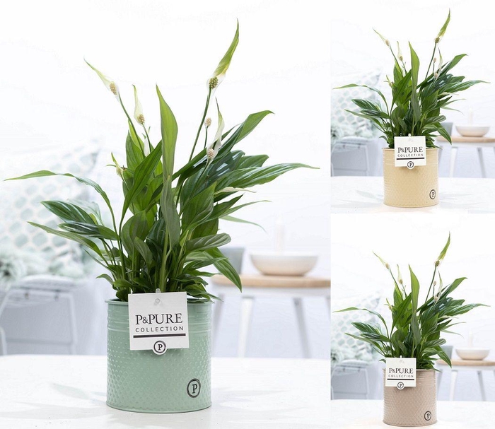 <h4>Spathiphyllum Korto in P&PURE zinc pot Louise 4 ass.</h4>