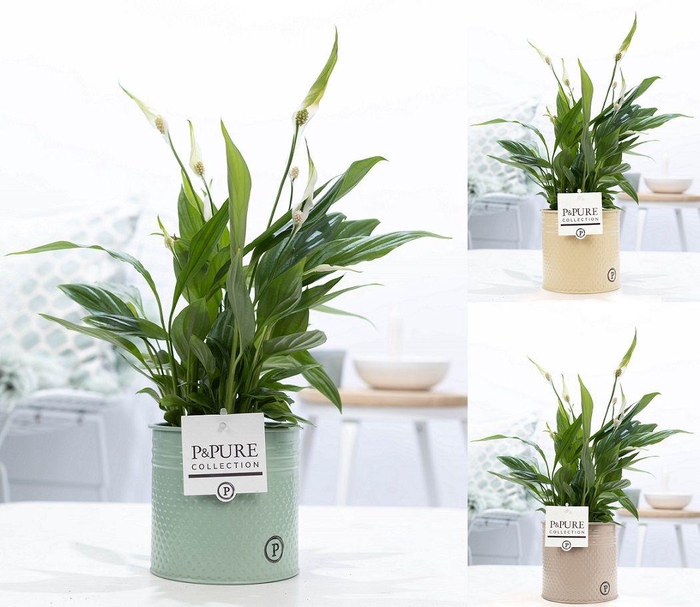 <h4>Spathiphyllum Korto in P&PURE zinc pot Louise 4 ass.</h4>