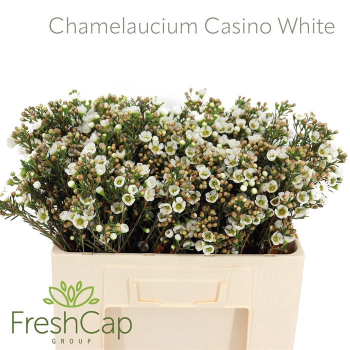 <h4>Chamelaucium Casino White</h4>