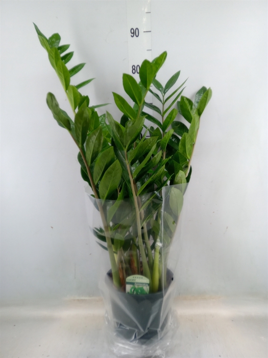 <h4>Zamioculcas zamiifolia</h4>