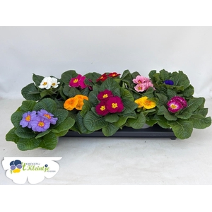 PRIM AC PARADISO GEM