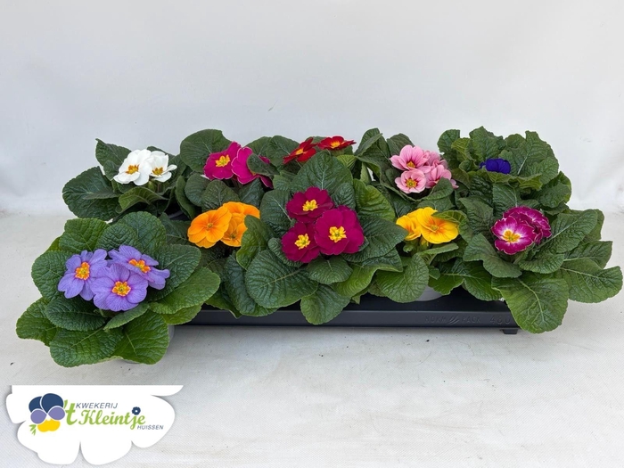 <h4>PRIM AC PARADISO GEM</h4>