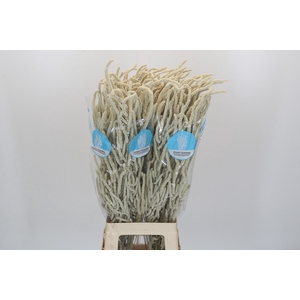 Amaranthus Yearming Desert