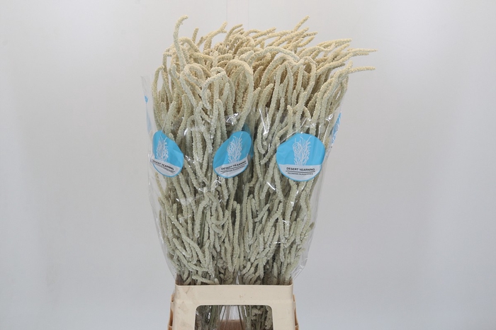 Amaranthus Yearming Desert