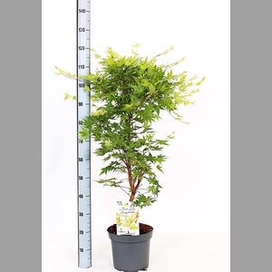 ACER PA SANGOKAKU