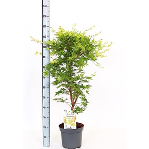 ACER PA SANGOKAKU