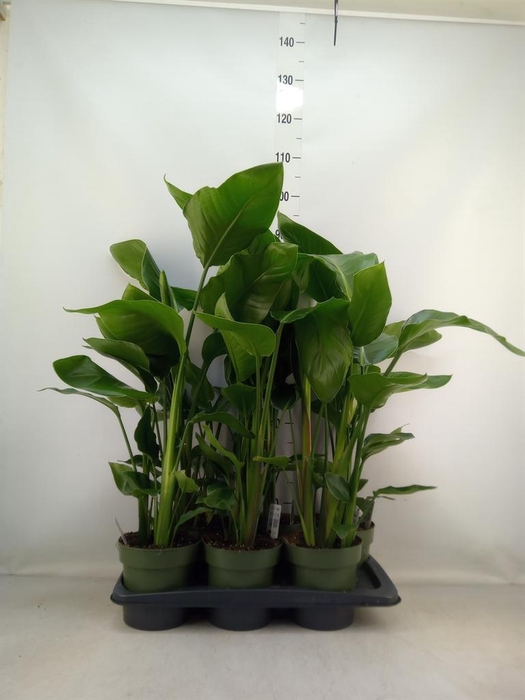 <h4>Strelitzia nicolai</h4>