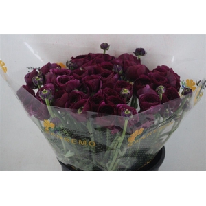 Ran Cloni Sup Renoir