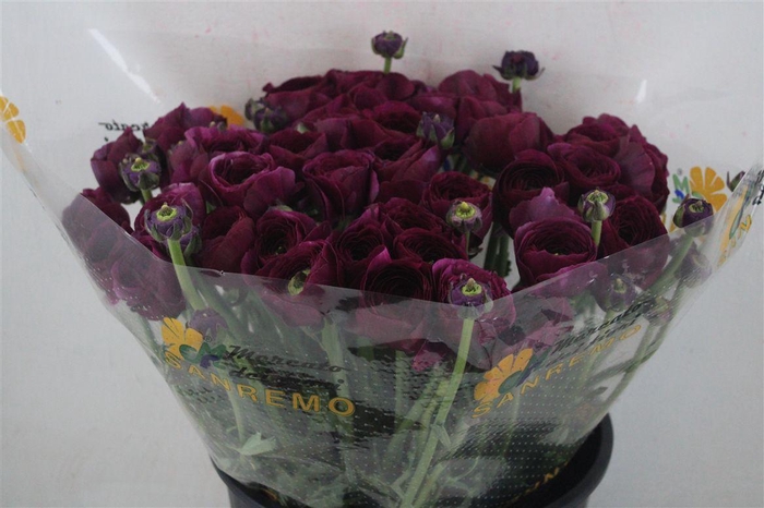 <h4>Ran Cloni Sup Renoir</h4>